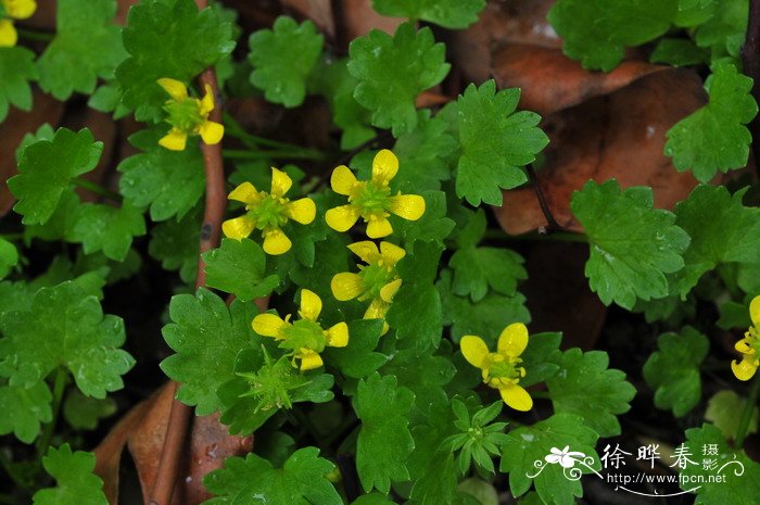 杜鹃花冬季养护