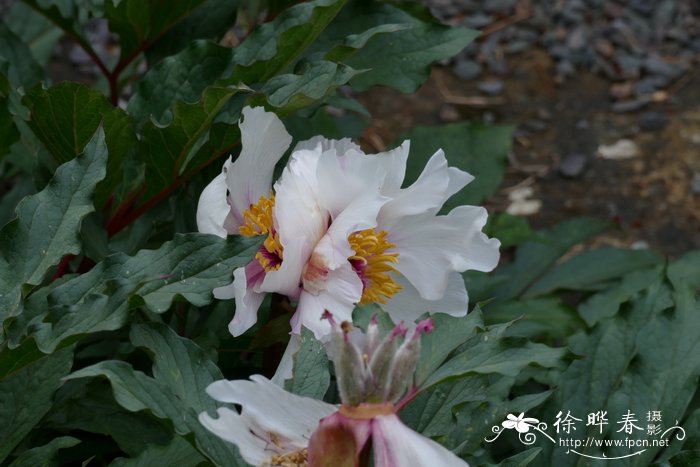 爬山虎植物图片