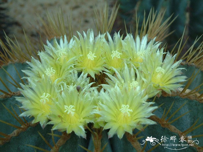 室内水培植物哪种好养活