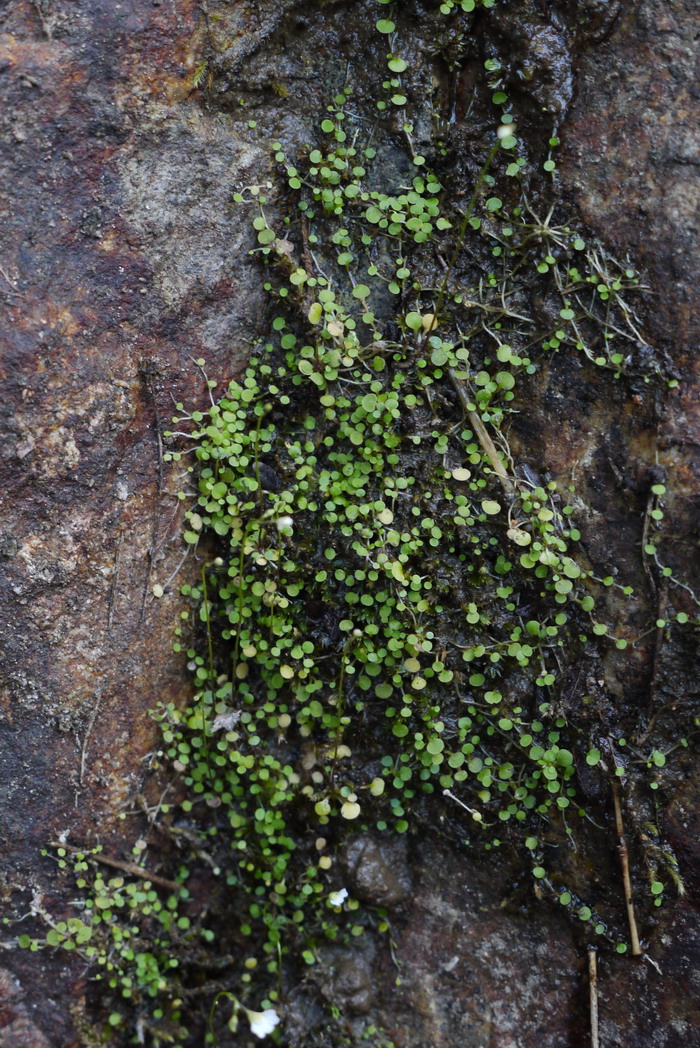 水仙花种植