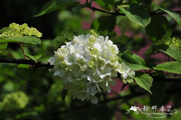 室内花盆里的小飞虫怎样除掉