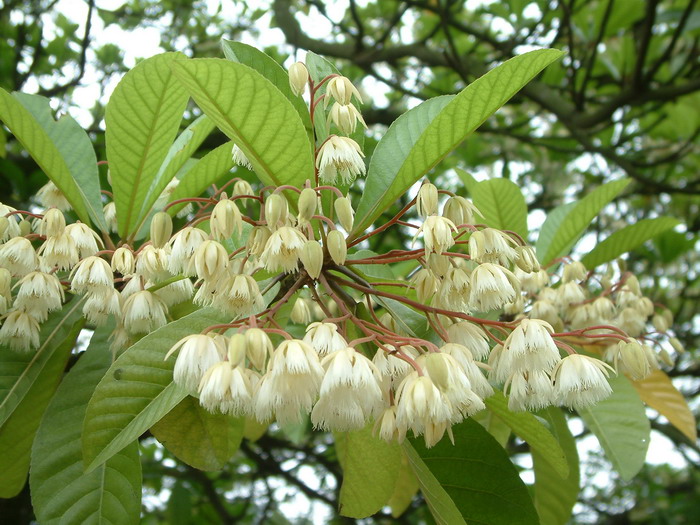 凤仙花种子