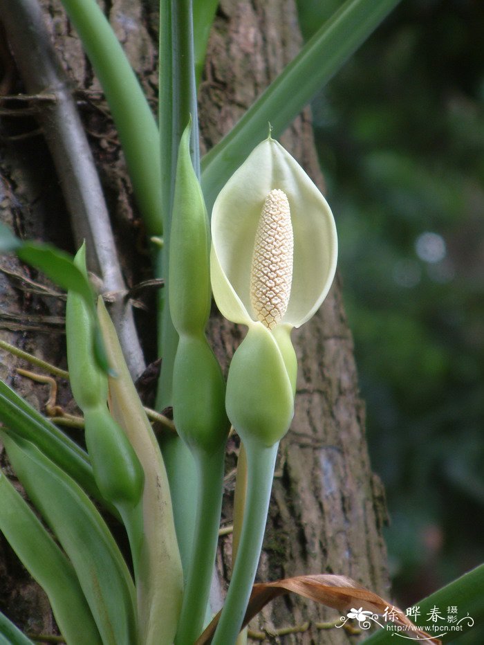 牵牛花怎么养