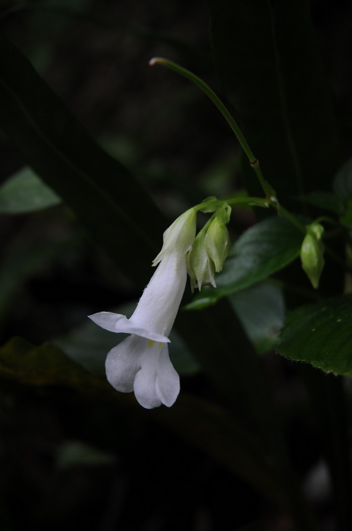 水仙花的特点