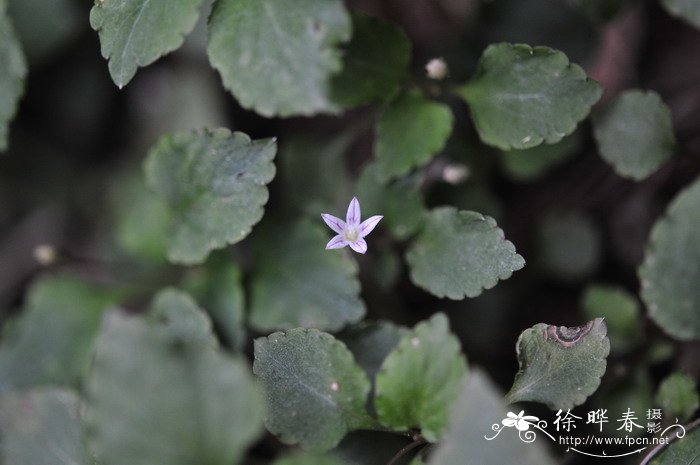 蝴蝶兰的花语