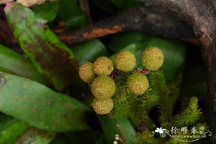 板蓝根种植