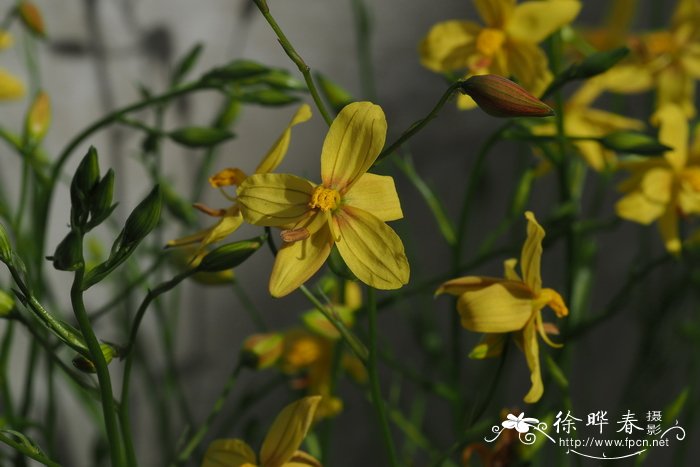 除甲醛什么植物效果最好