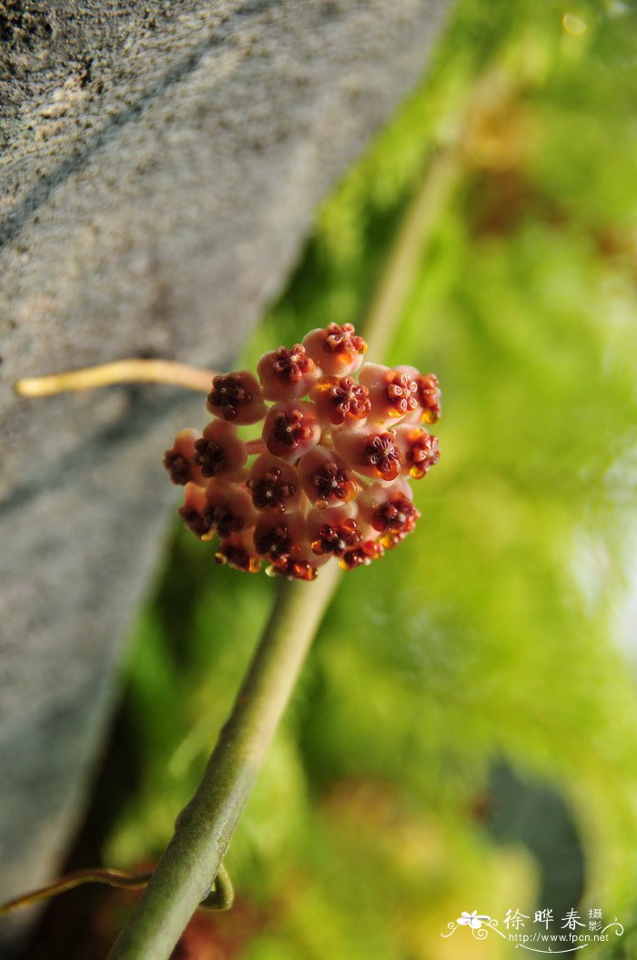 雪滴花花语