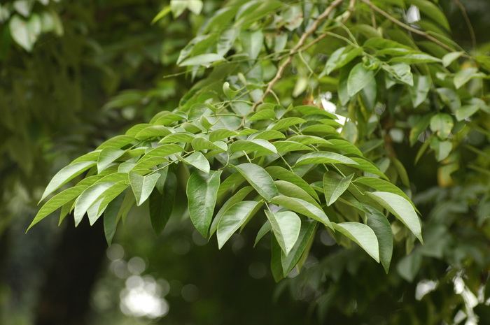 金线莲种植靠谱吗