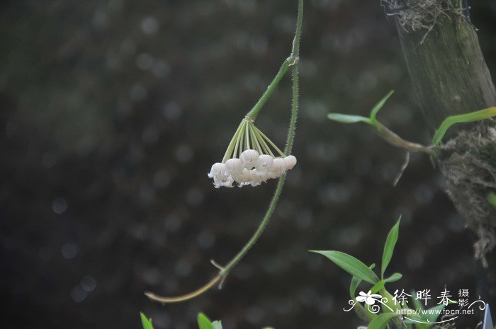 菠萝什么季节