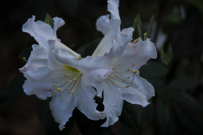 自制塑料花盆