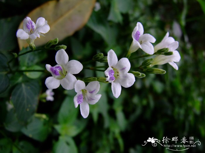 勿忘我花的真实图片