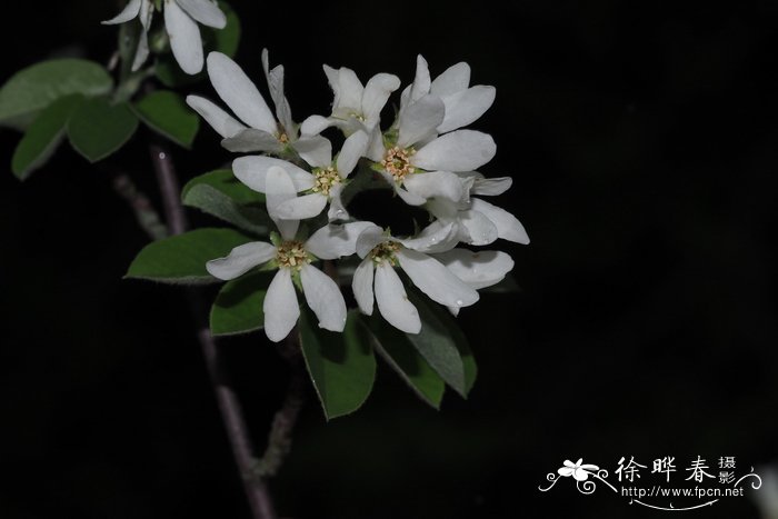 四明山红枫樱花