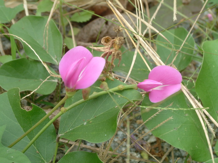 水仙花的作用和功效