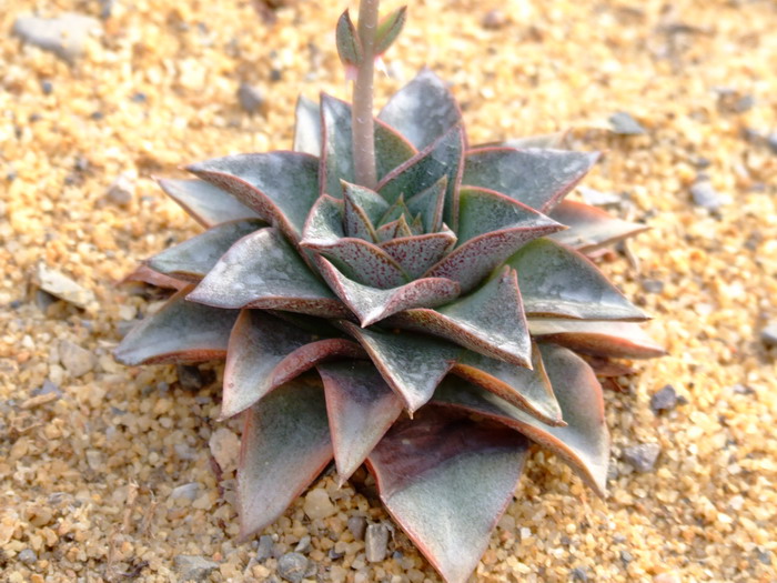 什么植物防电脑辐射