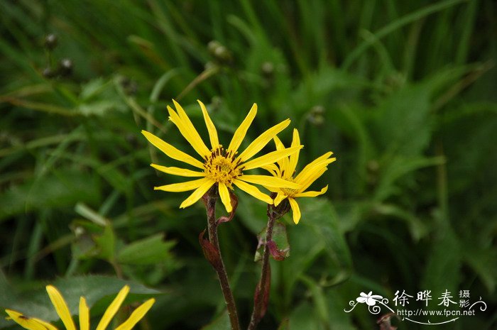 花用什么肥料才能长好?