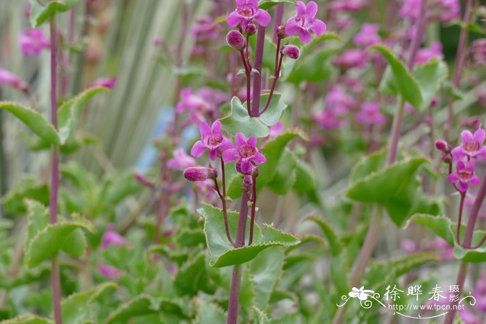 药材种植什么好