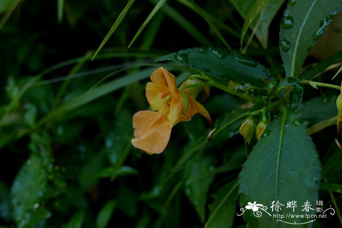 鲜黄花菜能吃吗