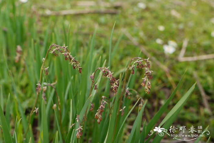 防腐木花箱碳化木