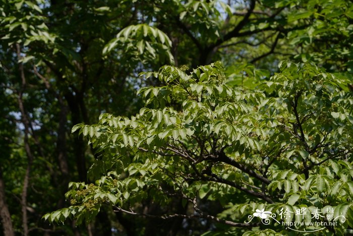 农村现在种植什么好