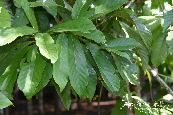 植物生根剂配方