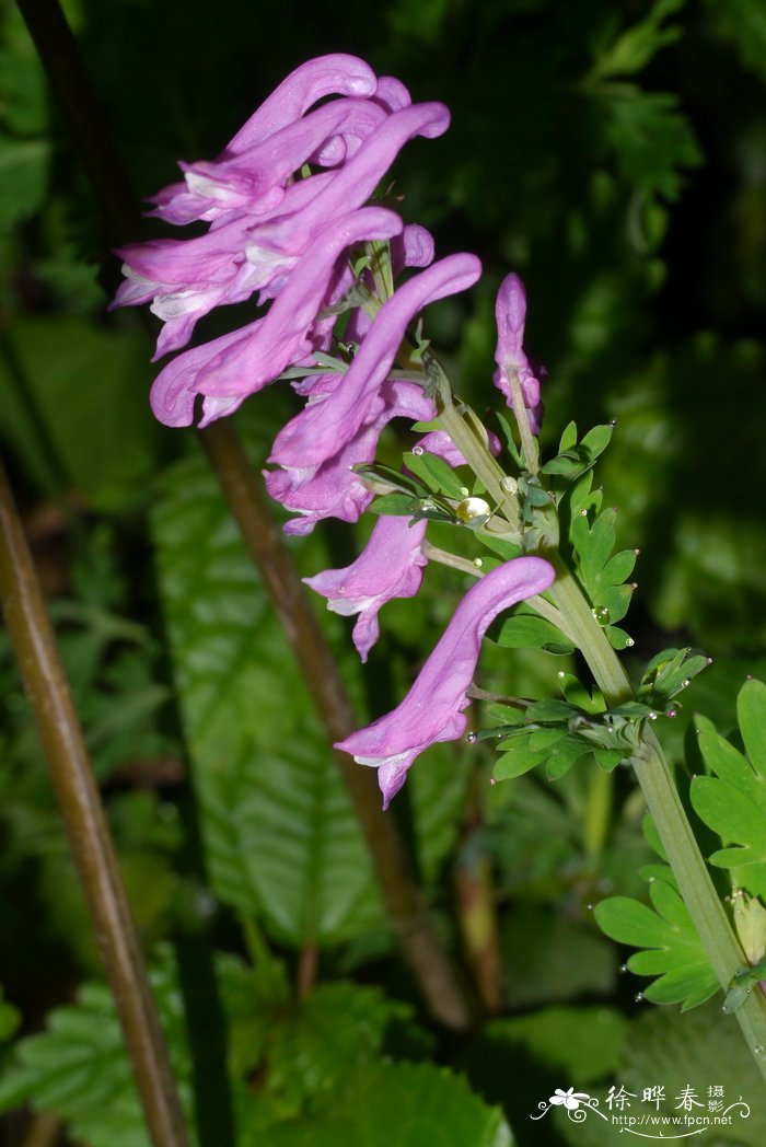 水仙花种植