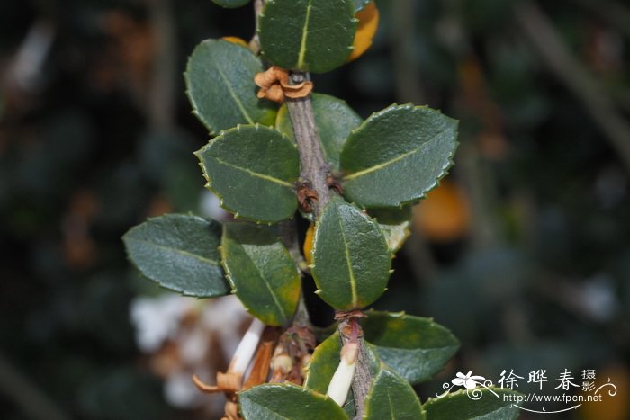 风毛菊