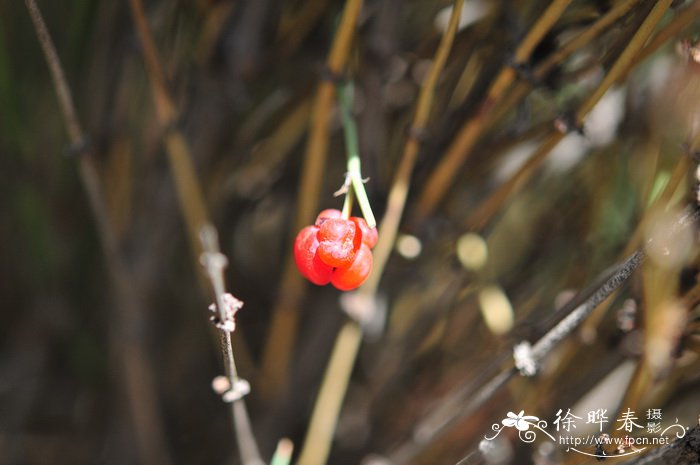 水仙花长什么样子图片