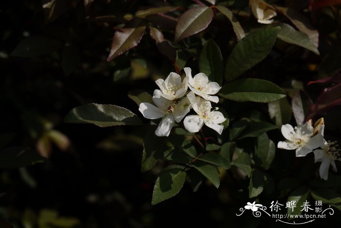 小番茄几月份种植最好