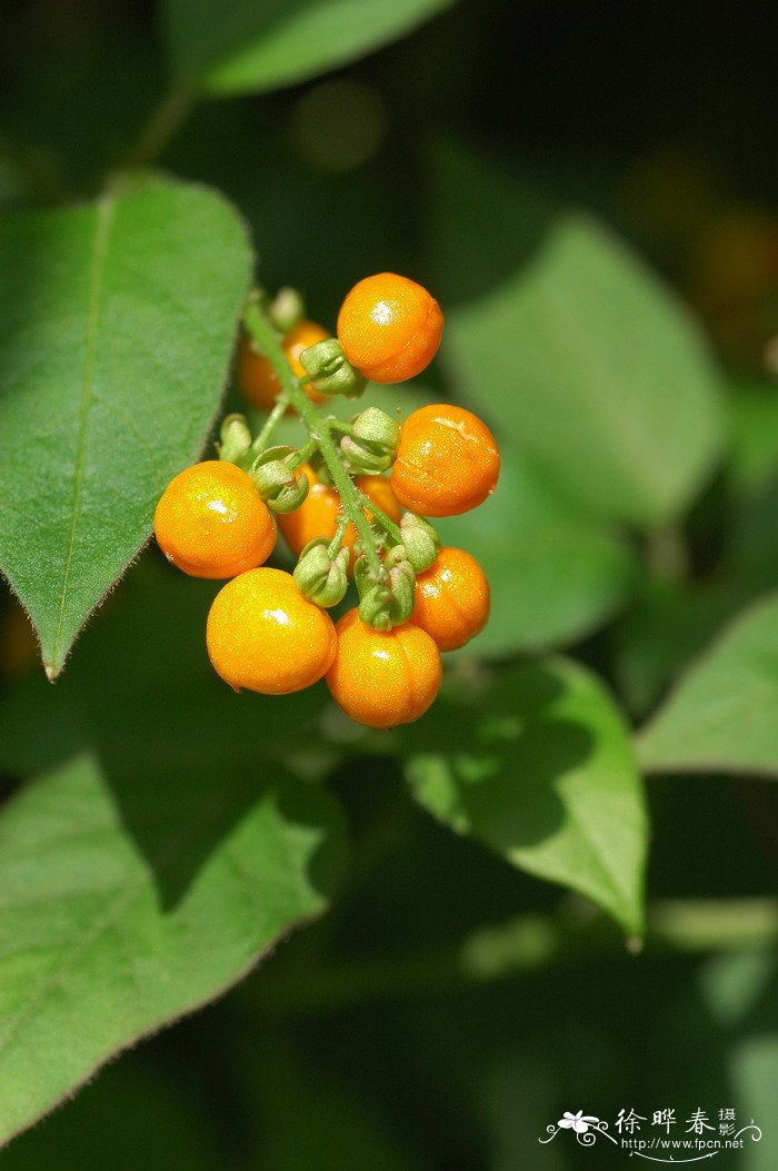 中药代代花