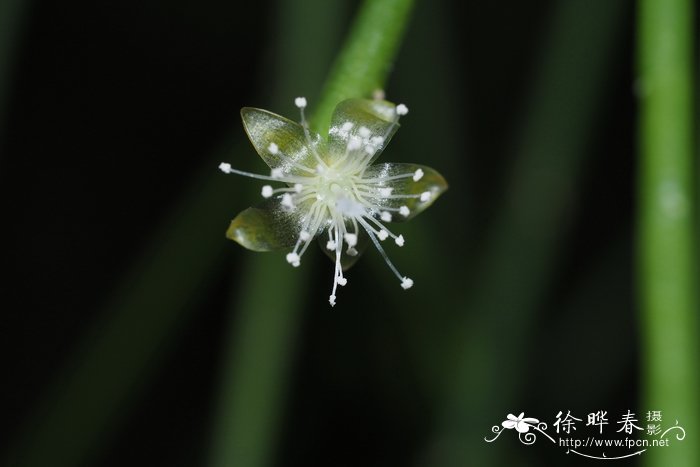 油松树苗