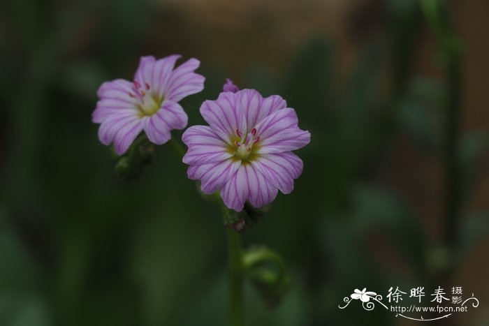 多年生黑麦草