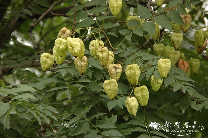 一进门看见什么植物好