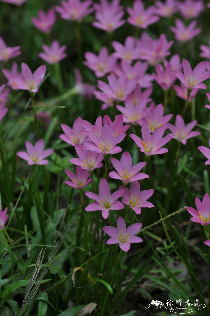 牵牛花怎么养