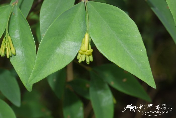 花瓶里最耐养的鲜花