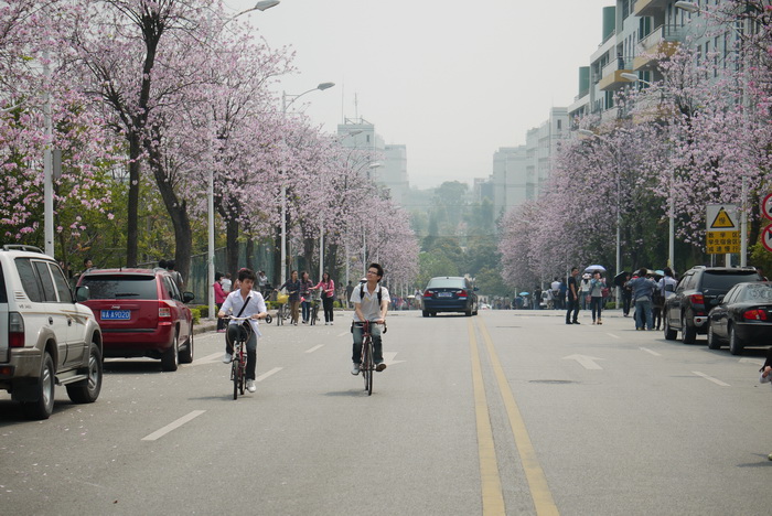 香菇市场