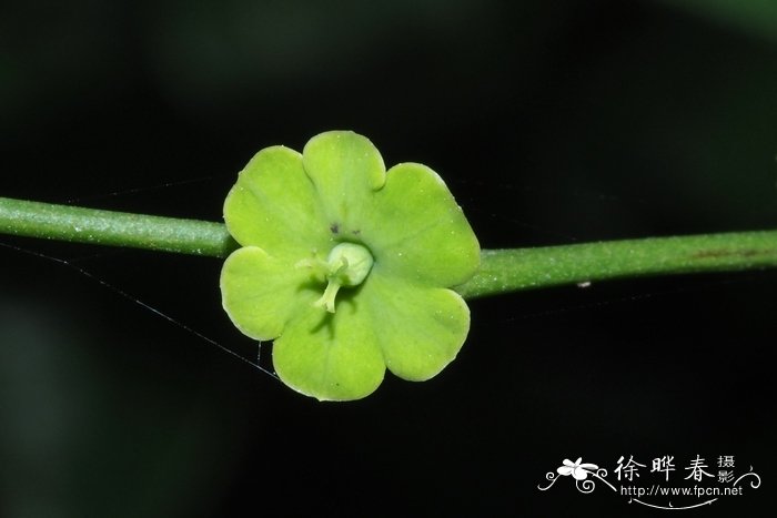 兰花上盆后多久浇水