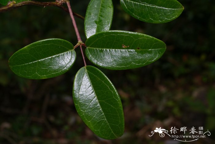 杨梅几月份成熟