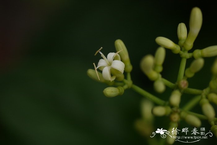 雪花的寓意和象征