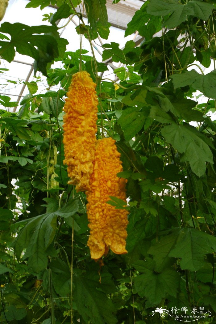 多年生黑麦草