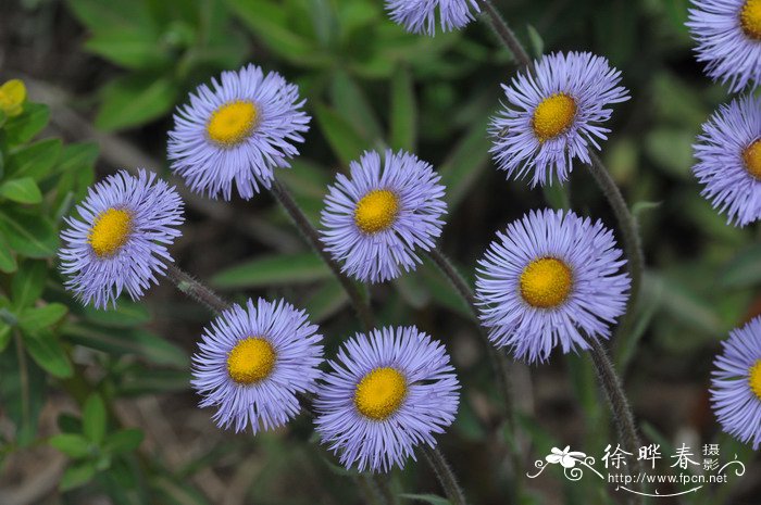 雪滴花花语