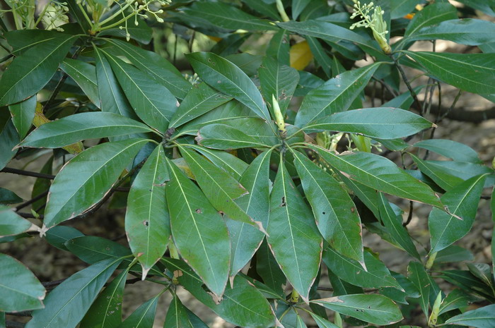 生石花蜕皮可以撕开吗