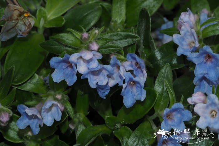 冬季植物浇水