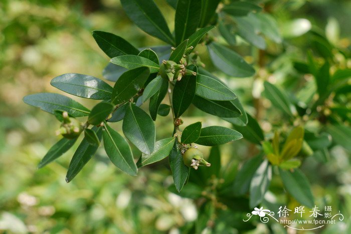 仙人掌花语