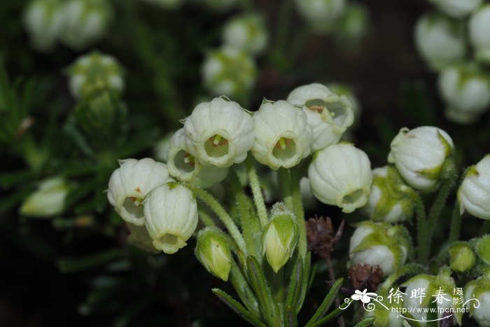 牡丹花开花时间是几点左右