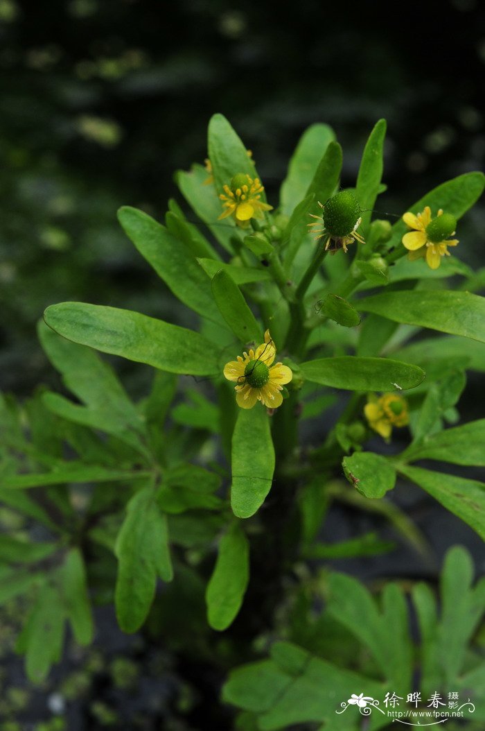 花毛茛花期