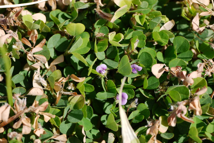 芍药是白芍还是赤芍