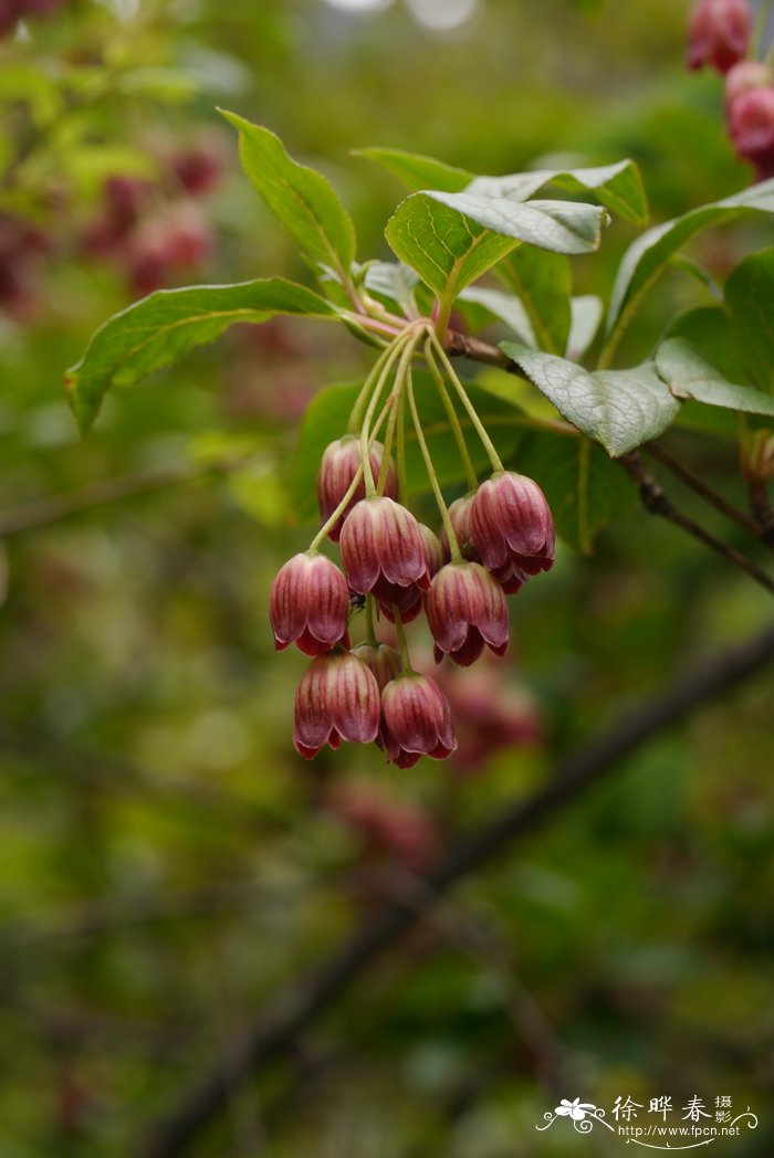 蟹爪兰花期