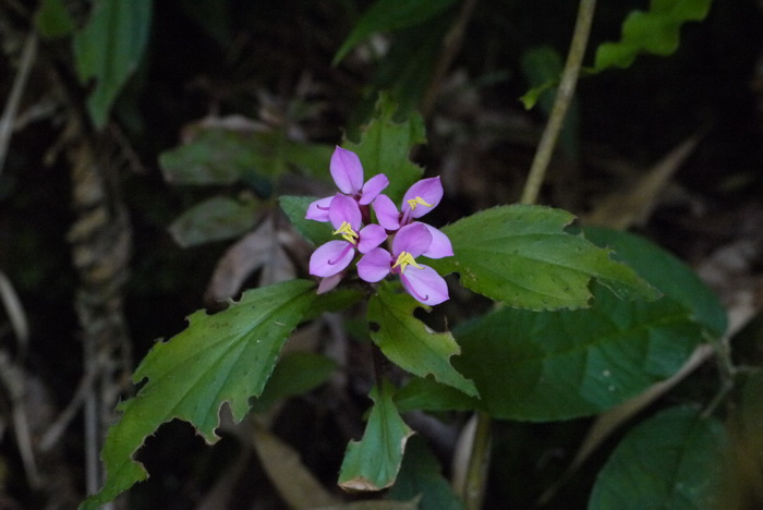 菊花茶的种类