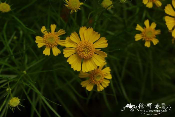 春夏秋冬各有什么花